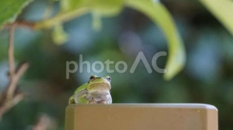 梅雨前のカエル カエル,両生類,何人もありませんの写真素材