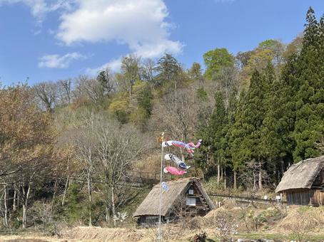 白川郷で見た鯉のぼり 白川郷で見た鯉のぼりの写真