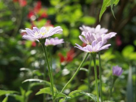 ミヤコワスレ・都忘れ ミヤコワスレ・都忘れ 草花,花風景,素朴の写真素材