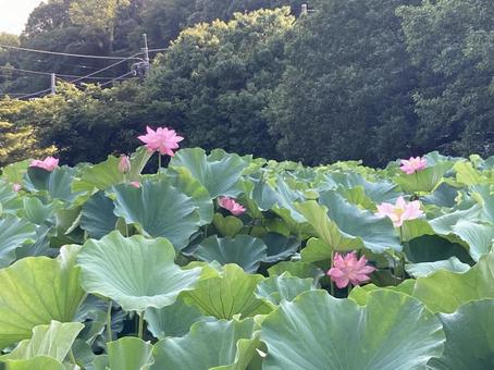 大賀ハス池 大賀ハス池 ハス,花,大賀ハスの写真素材