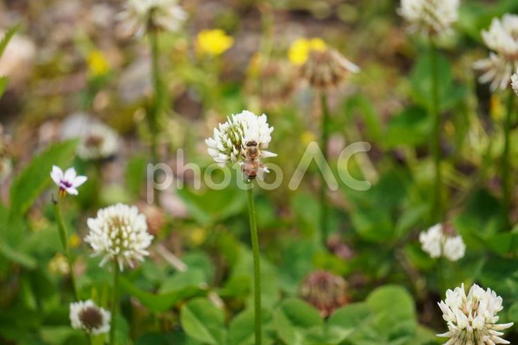 ミツバチとシロツメクサ 春,ミツバチ,蜜蜂の写真素材