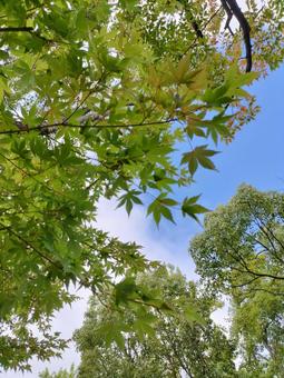 もみじ もみじ もみじ,紅葉,秋の写真素材