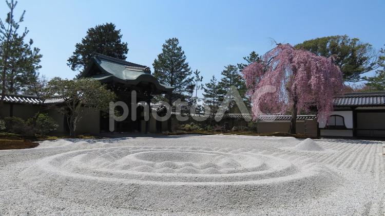 高台寺　波心庭と枝垂れ桜　枯山水 高台寺,臨済宗,北政所の写真素材