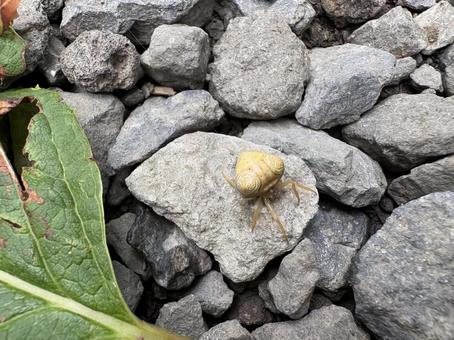 地面を歩くオオトリノフンダマシ 02 大鳥の糞騙し,オオトリノフンダマシ,蜘蛛の写真素材