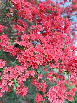 ピンクのツツジ ツツジ,花,咲くの写真素材