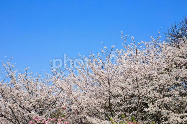桜の木 桜,たくさん,いっぱいの写真素材