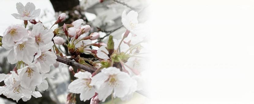 春の桜　背景素材の写真