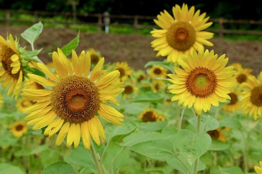 横須賀, くりはま花の国のひまわり畑 横須賀, くりはま花の国のひまわり畑 ひまわり,くりはま花の国,夏の写真素材