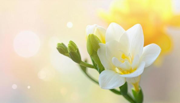 フリージアの花 フリージアの花の写真