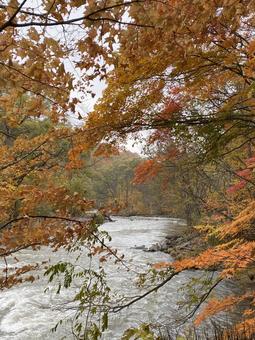 秋の流れの写真