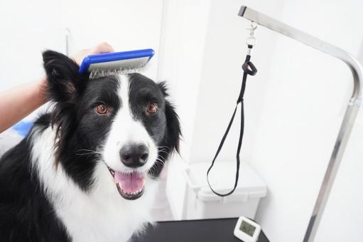 トリミング ドッグバス,トリミング,トリマーの写真素材