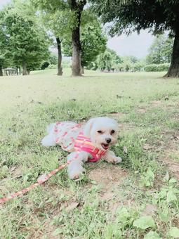 Dog image lying down during a walk, dog, cute dog, maltese, JPG