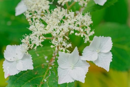 アジサイ(62) 初夏,花,アジサイの写真素材