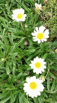 花 花の写真
