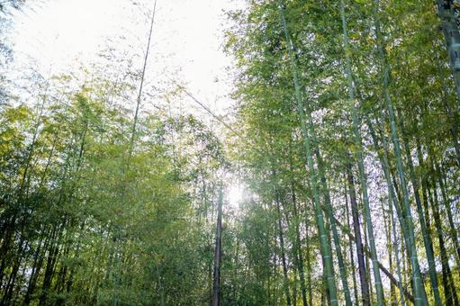竹藪と日差し 竹藪と日差し 竹藪,木漏れ日,山の写真素材