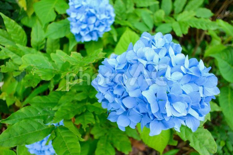紫陽花（多賀城跡あやめ園） あじさい,アジサイ,紫陽花の写真素材