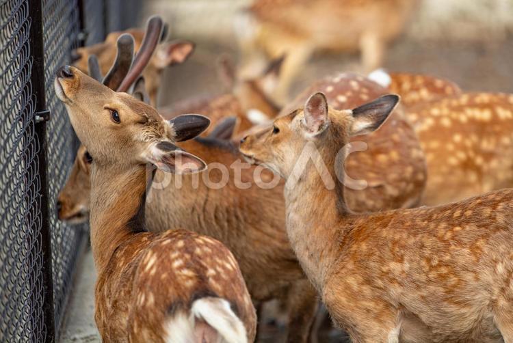 エサを待つシカ 動物,哺乳類,草食の写真素材