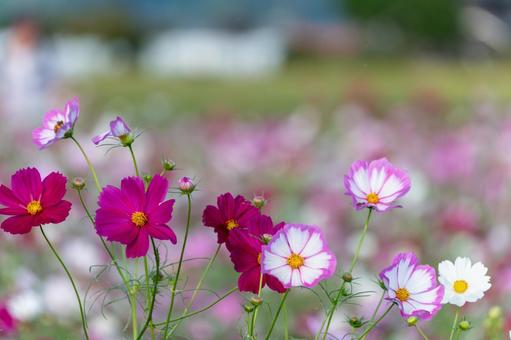 秋風に揺れるコスモスの花畑 コスモス,花,秋の写真素材
