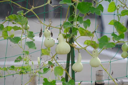 瓢箪 瓢箪 夏,ひょうたん,植物の写真素材