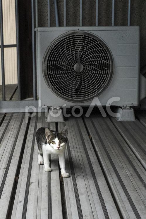 懐かない野良猫の子猫 子猫,野良猫,猫の写真素材