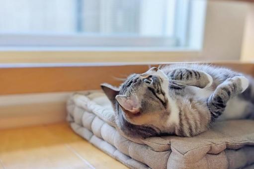 上見る可愛いトラ猫 上見る可愛いトラ猫の写真