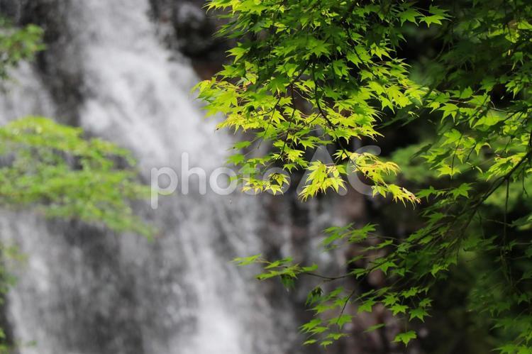 高知県越知町　堂林の滝（滝、紅葉） 堂林の滝,滝,水の写真素材