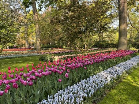 キューケンホフ公園 キューケンホフ,チューリップ,アムステルダムの写真素材