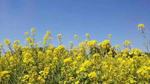 菜の花 菜の花の写真