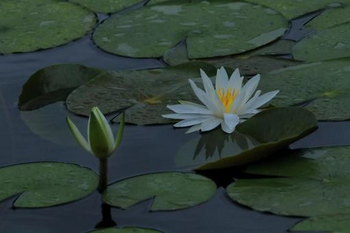Photo, water lily, spring, natural, 