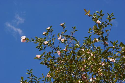 サザンカ サザンカ 薄ピンク,空背景,秋の写真素材