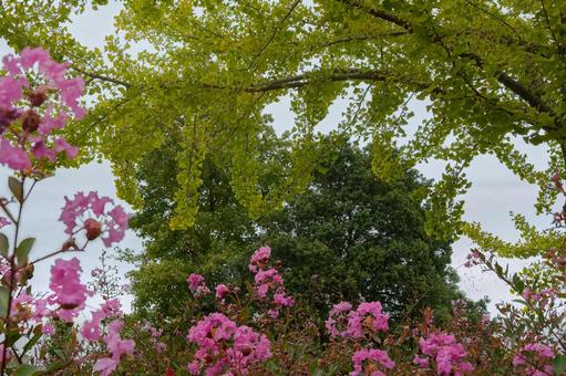 サルスベリとイチョウの葉のコントラスト サルスベリとイチョウの葉のコントラスト サルスベリ,百日紅,イチョウの写真素材