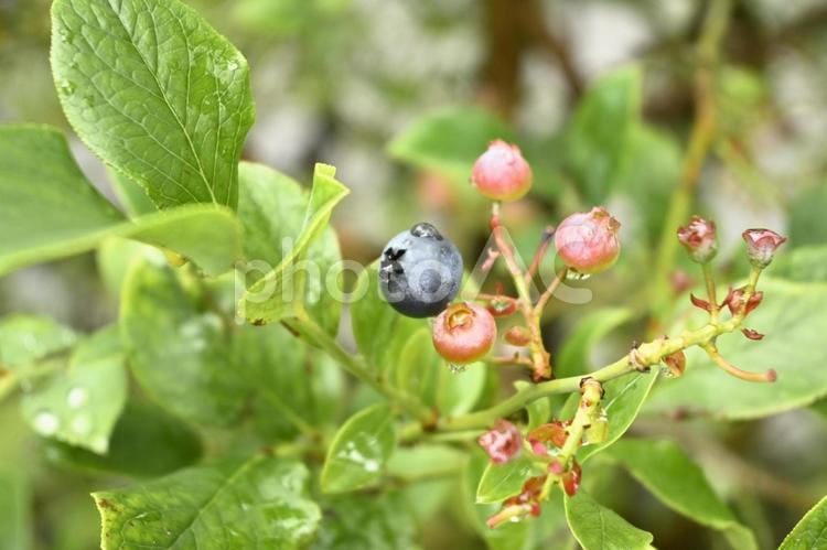 熟したブルーベリーの実 自然,葉,何人もありませんの写真素材