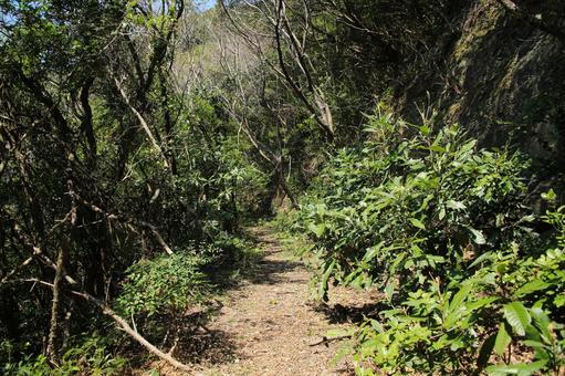 由良岬灯台と由良岬御所跡への道 由良岬灯台と由良岬御所跡への道 由良岬灯台,由良岬,灯台の写真素材