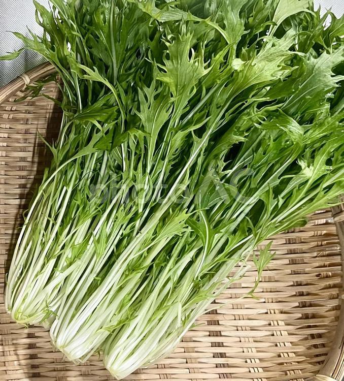 野菜シリーズ　新鮮な水菜 水菜,みずな,京野菜の写真素材