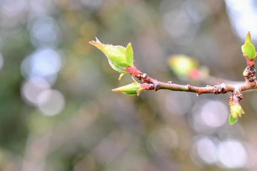 新芽 新芽,樹木,植物の写真素材