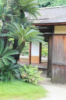 2279 2279 栗林公園,ソテツ,日本庭園の写真素材