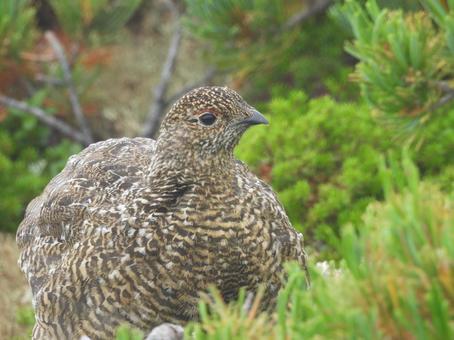 御嶽山の稜線のハイマツで出会った雷鳥さん 御嶽山の稜線のハイマツで出会った雷鳥さんの写真