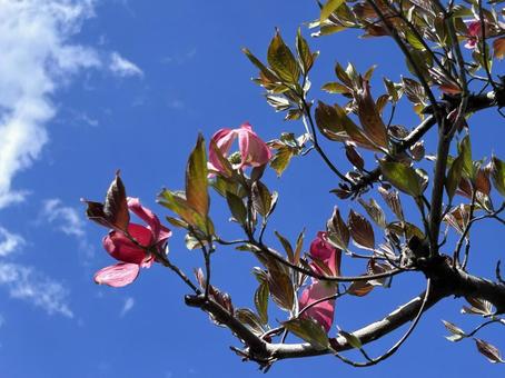 ハナミズキの写真