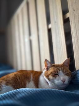 静かな朝、ベッドで眠る茶白猫 静かな朝、ベッドで眠る茶白猫の写真