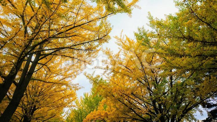 紅葉の銀杏並木 銀杏,紅葉,秋の写真素材