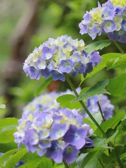 Hydrangea, JPG Hydrangea, JPG