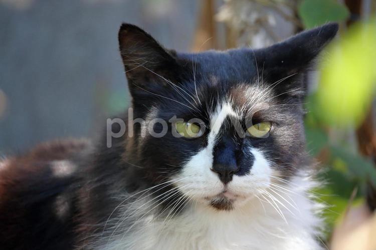 様子を伺う　野良猫 ねこ,アップ,かわいいの写真素材