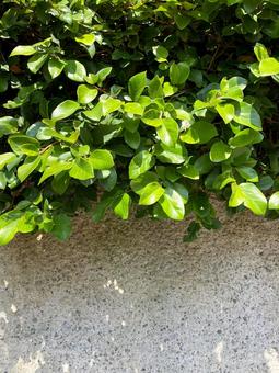 夏の木陰と白壁 夏の木陰と白壁 植物,自家栽培,緑の写真素材