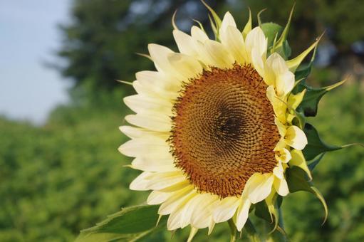 ヒマワリ ホワイトナイト ヒマワリ ホワイトナイトの写真