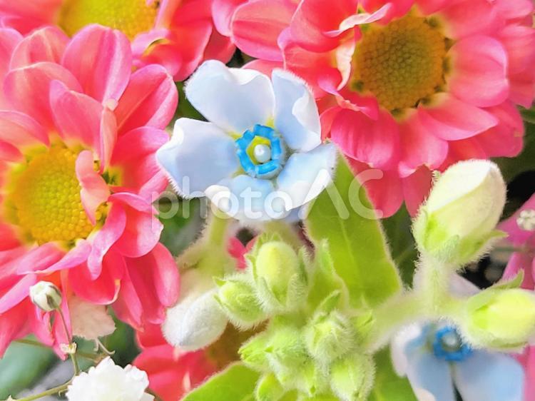 花の背景　菊とブルースター 花,花の背景,ピンクの花の写真素材