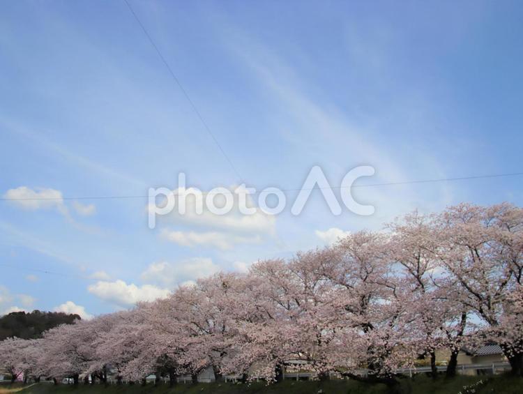 青空と桜並木 桜,自然,春の写真素材