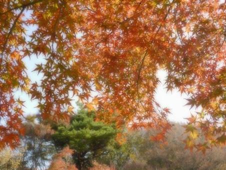 紅葉　背景の写真
