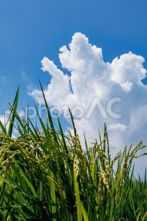 実り始めた稲穂と青空と白い雲 稲,稲穂,田んぼの写真素材