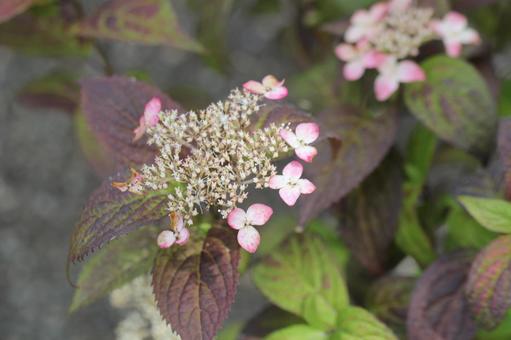Hydrangea Mountain Hydrangea, JPG Hydrangea Mountain Hydrangea, JPG