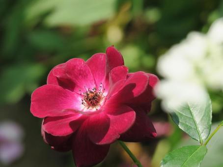 薔薇 薔薇の写真